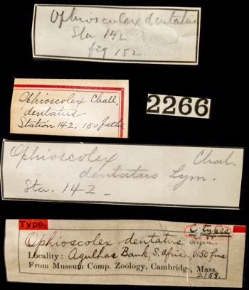 Media type: image; Invertebrate Zoology OPH-2158 Aspect: labels